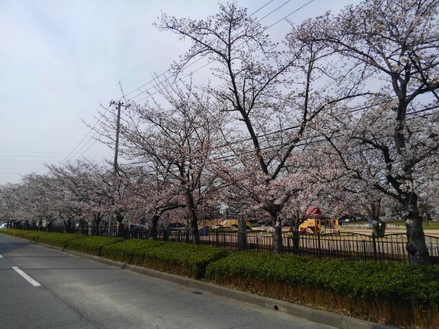 dc041006桜.jpg